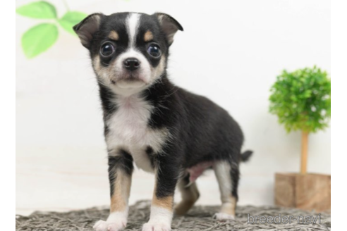 成約済の千葉県のチワワ(ロングコート)-225162の2枚目